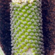 Image of Amorphophallus declinatus  Hett..