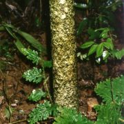 Image of Amorphophallus decus-silvae  Backer & Alderw..