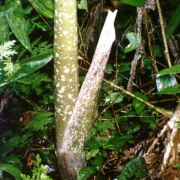 Image of Amorphophallus decus-silvae  Backer & Alderw..