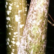 Image of Amorphophallus decus-silvae  Backer & Alderw..