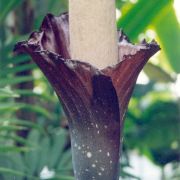 Image of Amorphophallus decus-silvae  Backer & Alderw..