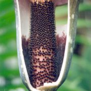 Image of Amorphophallus decus-silvae  Backer & Alderw..