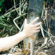 Image of Amorphophallus decus-silvae  Backer & Alderw..