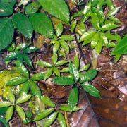 Image of Amorphophallus decus-silvae  Backer & Alderw..