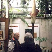 Image of Amorphophallus decus-silvae  Backer & Alderw..