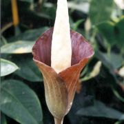 Image of Amorphophallus discophorus  Backer & Alderw..