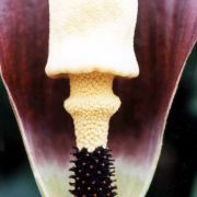 Image of Amorphophallus discophorus  Backer & Alderw..