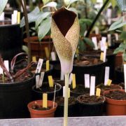 Image of Amorphophallus dracontioides  (Engl.) N.E. Br..