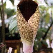 Image of Amorphophallus dracontioides  (Engl.) N.E. Br..