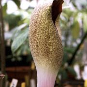 Image of Amorphophallus dracontioides  (Engl.) N.E. Br..