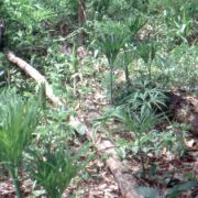 Image of Amorphophallus dracontioides  (Engl.) N.E. Br..