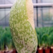 Image of Amorphophallus dunnii  Tutch..