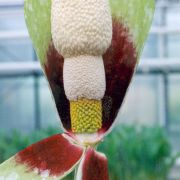 Image of Amorphophallus dunnii  Tutch..