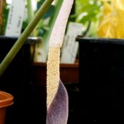 Image of Amorphophallus dzui  Hett..