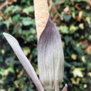 Image of Amorphophallus dzui  Hett..