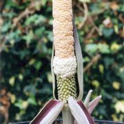 Image of Amorphophallus dzui  Hett..