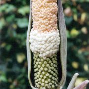 Image of Amorphophallus dzui  Hett..