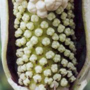 Image of Amorphophallus dzui  Hett..