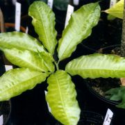 Image of Amorphophallus dzui  Hett..