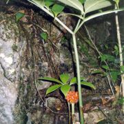 Image of Amorphophallus eburneus  Bogn..