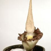 Image of Amorphophallus eichleri  (Engl.) Hook. f..