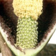 Image of Amorphophallus eichleri  (Engl.) Hook. f..