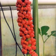 Image of Amorphophallus eichleri  (Engl.) Hook. f..