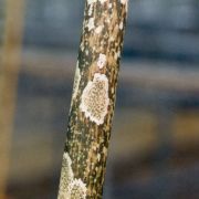 Image of Amorphophallus elatus  Ridl..