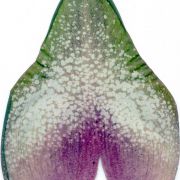 Image of Amorphophallus elatus  Ridl..