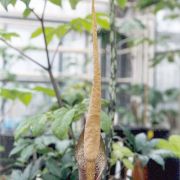 Image of Amorphophallus elatus  Ridl..