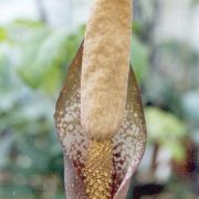 Image of Amorphophallus elatus  Ridl..