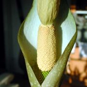 Image of Amorphophallus elatus  Ridl..