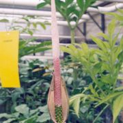 Image of Amorphophallus elegans  Ridl..