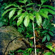 Image of Amorphophallus elegans  Ridl..