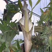 Image of Amorphophallus erythrorrhachis  Hett., O. Pronk & R. Kaufmann.