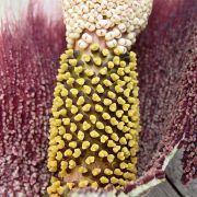 Image of Amorphophallus erythrorrhachis  Hett., O. Pronk & R. Kaufmann.