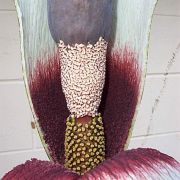 Image of Amorphophallus erythrorrhachis  Hett., O. Pronk & R. Kaufmann.