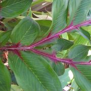 Image of Amorphophallus erythrorrhachis  Hett., O. Pronk & R. Kaufmann.