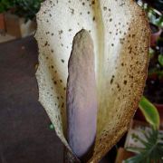 Image of Amorphophallus erythrorrhachis  Hett., O. Pronk & R. Kaufmann.