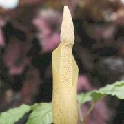 Image of Amorphophallus excentricus  Hett..