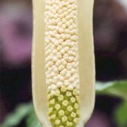 Image of Amorphophallus excentricus  Hett..