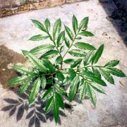 Image of Amorphophallus excentricus  Hett..