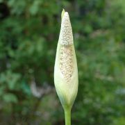 Image of Amorphophallus fallax  (Serebryanyi) Hett. & C. Claudel.