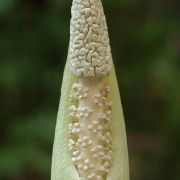 Image of Amorphophallus fallax  (Serebryanyi) Hett. & C. Claudel.