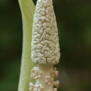 Image of Amorphophallus fallax  (Serebryanyi) Hett. & C. Claudel.