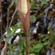 Image of Amorphophallus fuscus  Hett..