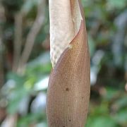 Image of Amorphophallus fuscus  Hett..