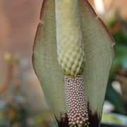 Image of Amorphophallus fuscus  Hett..