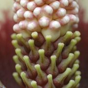 Image of Amorphophallus fuscus  Hett..