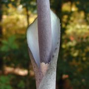 Image of Amorphophallus galbra  F.M. Bail.